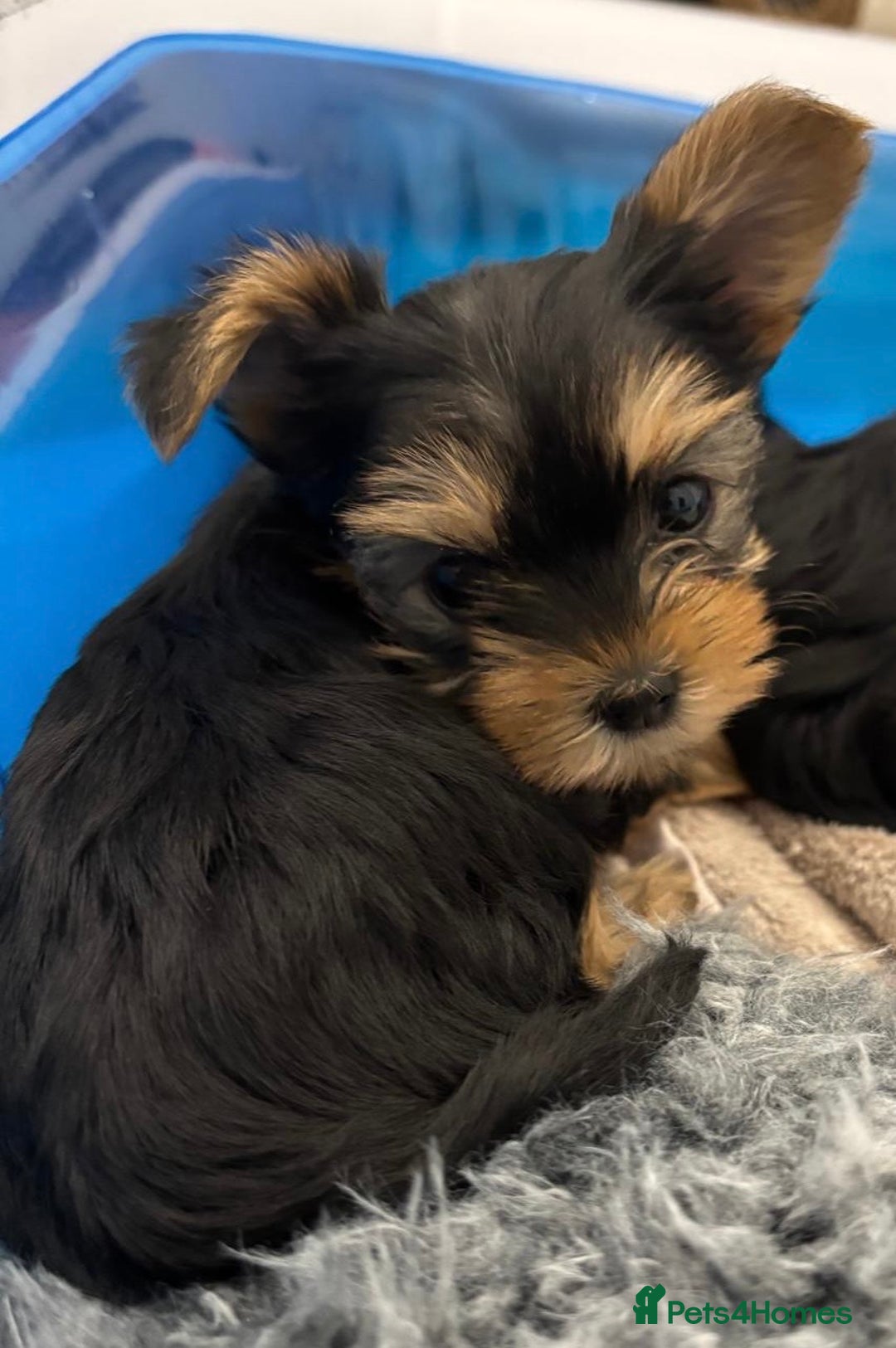 Yorkshire Terrier dogs for sale: Mini Yorkshire Terrier Puppies. - Advert 8