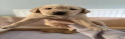 Golden Retriever dogs for sale: Beautiful Golden Retriever Puppies in Glasgow - Advert 1