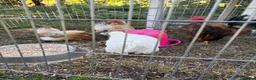 Chickens poultry for sale: Serama Bantam Chickens - Advert 7