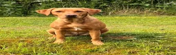 Labrador Retriever dogs for sale: Fox Red Labrador Puppies for sale - Advert 2