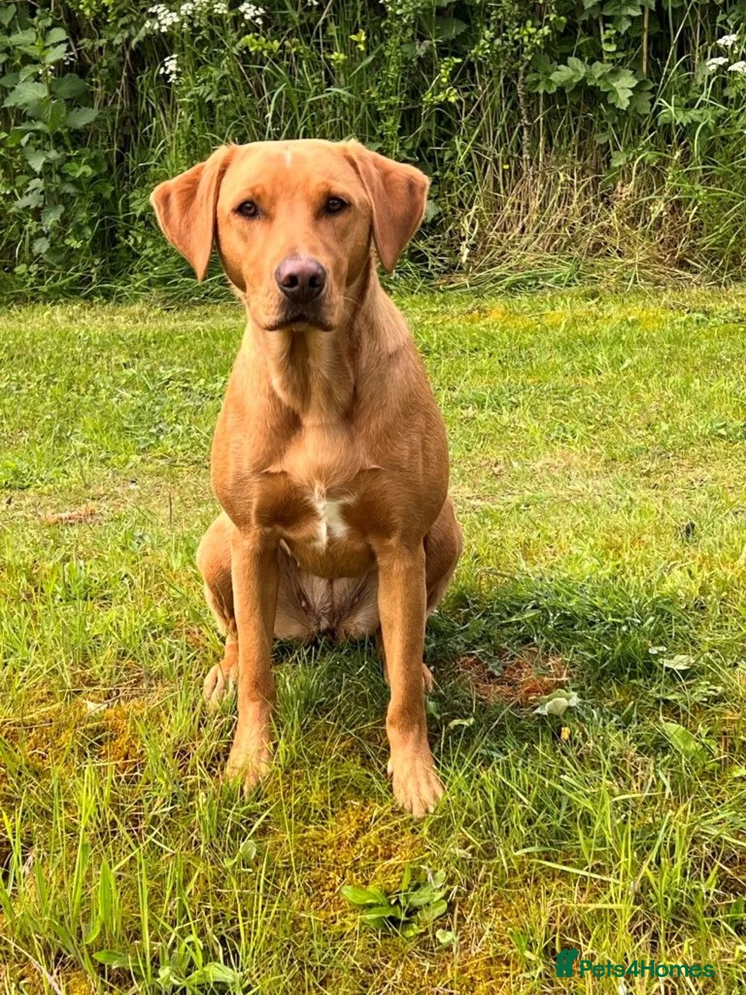 Labrador Retriever dogs for sale: Fox Red Labrador Puppies for sale - Advert 2