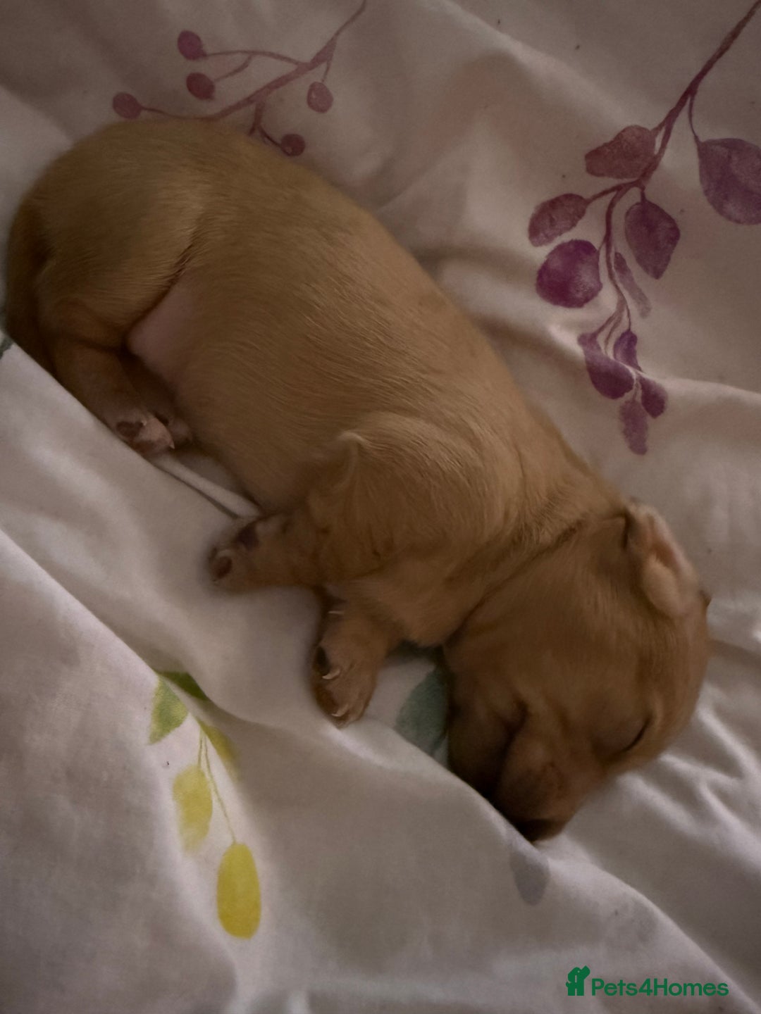 Miniature Dachshund dogs for sale: Four beautiful miniature dachshund  - Advert 5