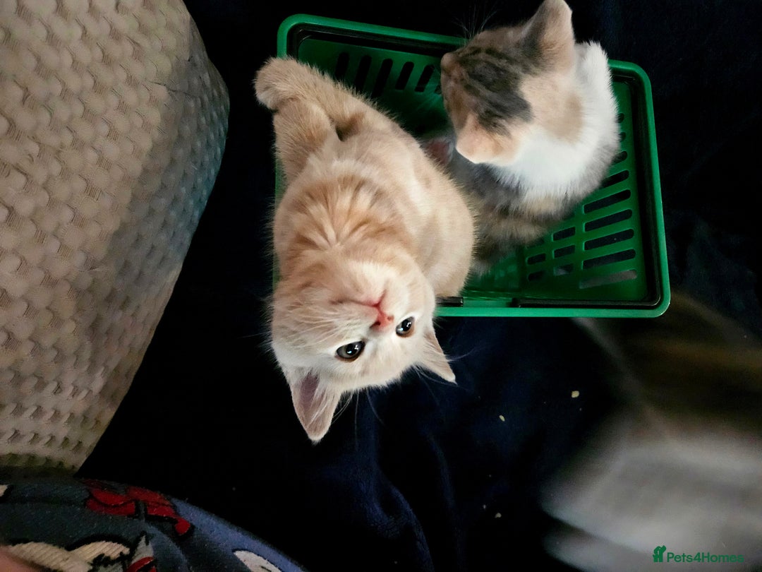 Mixed Breed cats for sale: Cute babies!😸😸😸 - Advert 1