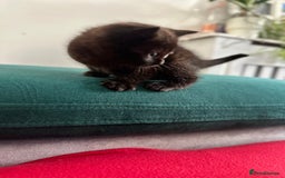 Mixed Breed cats for sale: Scottish fold mixed breed - Image 24