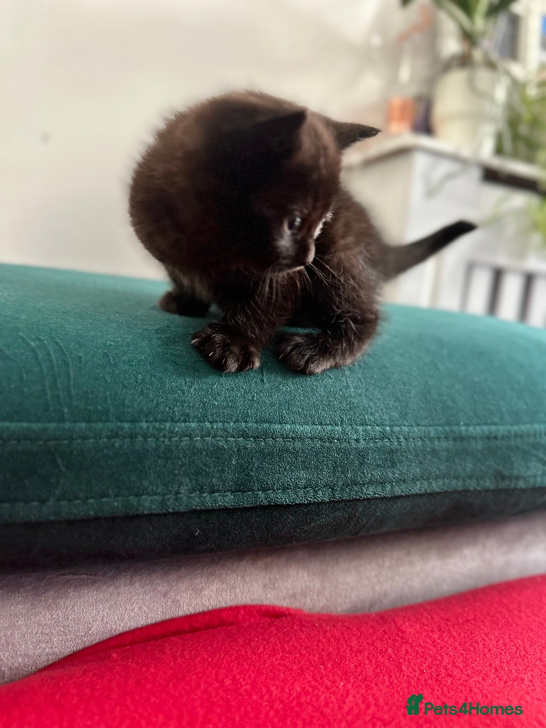 Mixed Breed cats for sale: Scottish fold mixed breed - Image 24