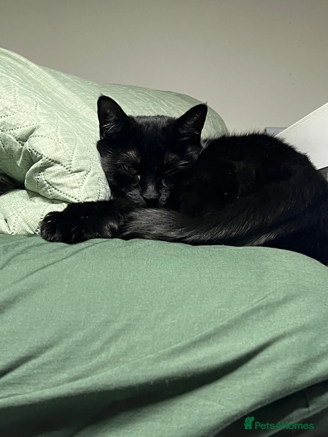 Domestic Shorthair cats for sale: Muffin  in Wolverhampton - Advert 8
