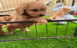 Cockapoo dogs for sale: Cockerpoo Puppies - Image 16