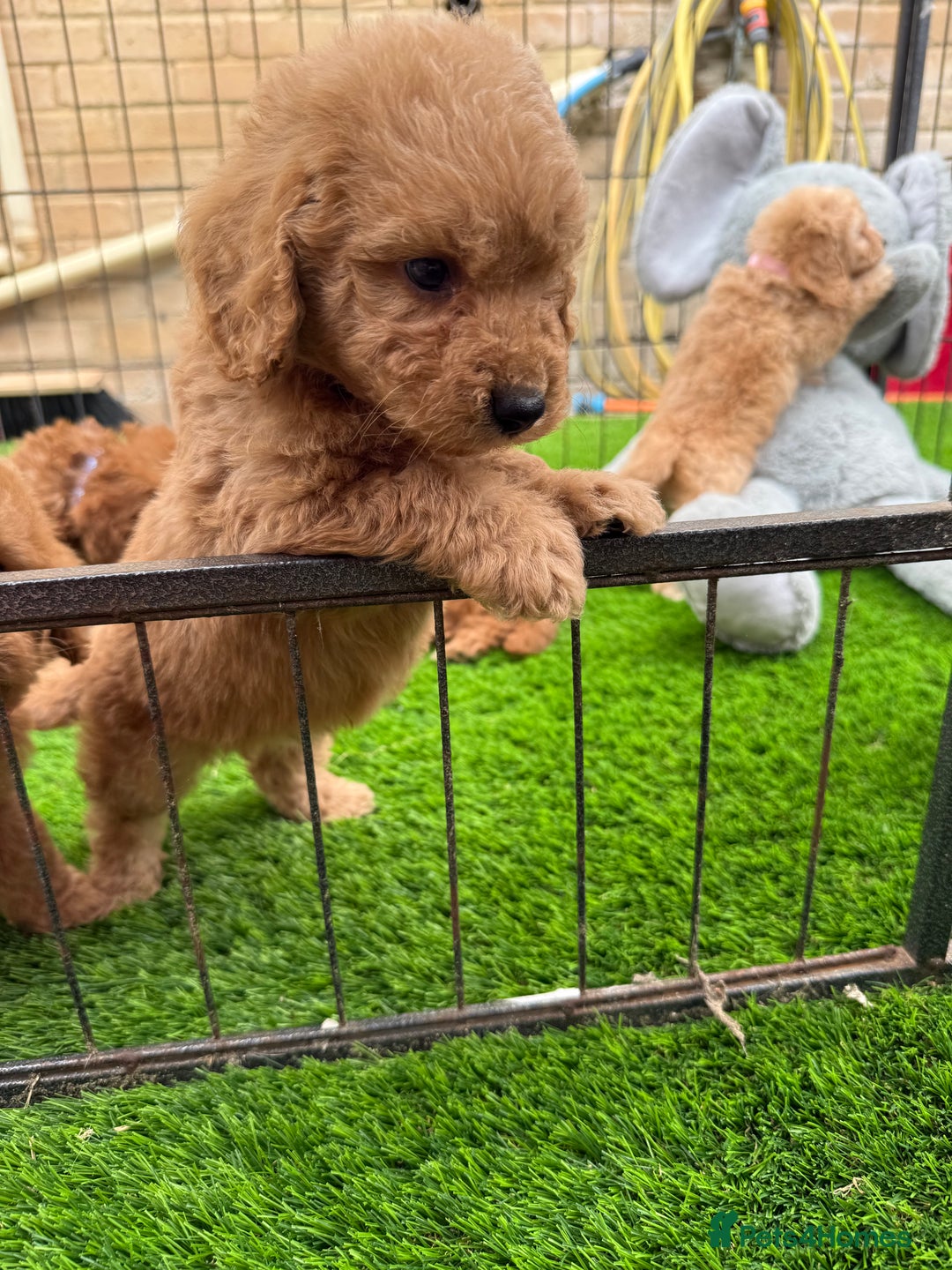 Cockapoo dogs for sale: Cockerpoo Puppies - Image 16