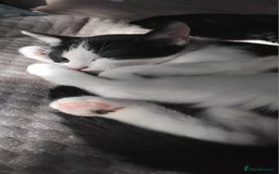 Domestic Shorthair cats for sale: 3 male kittens - Image 3