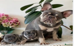 French Bulldog dogs for sale: Lilac and tan French bulldog  - Image 3