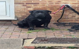 Cane Corso dogs for sale: Cane corso  - Image 4