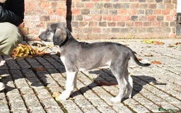 Saluki dogs for sale: ✨Pure Persian Saluki Litter,Now Available✨ - Image 8