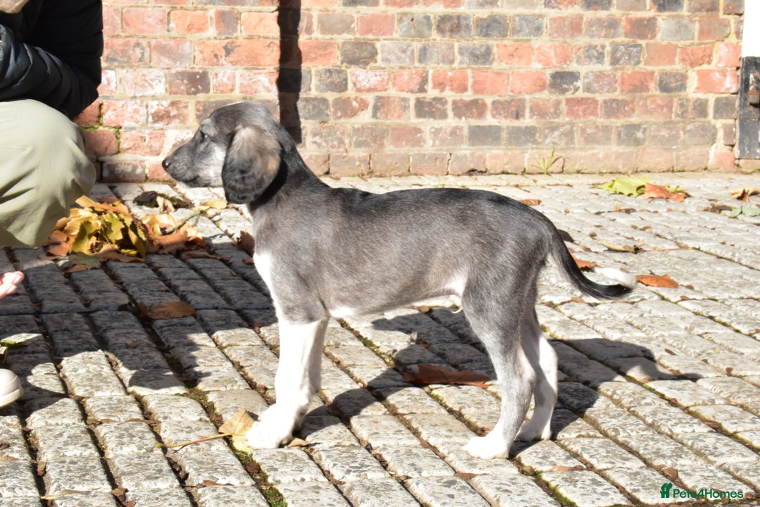 Saluki dogs for sale: ✨Pure Persian Saluki Litter,Now Available✨ - Image 8