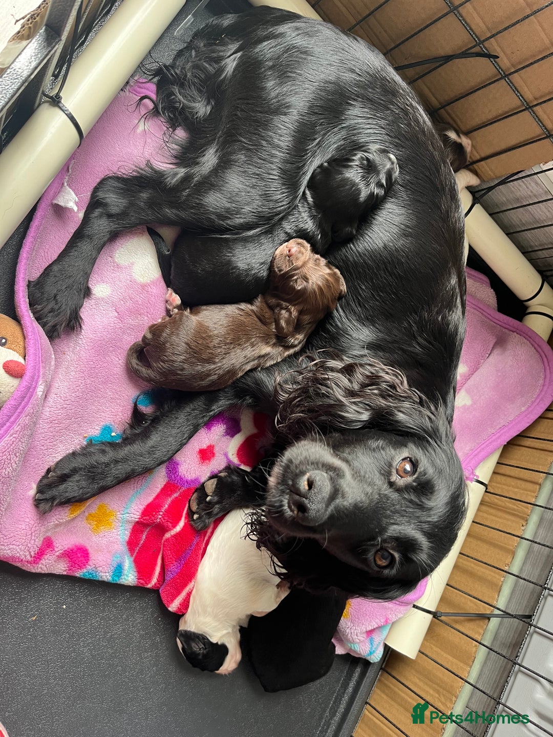 Sprocker dogs for sale: Sprocker Puppies - Image 9