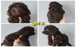 Cavapoo dogs for sale: Chocolate F1B Cavapoos. Health Tested.  - Image 9