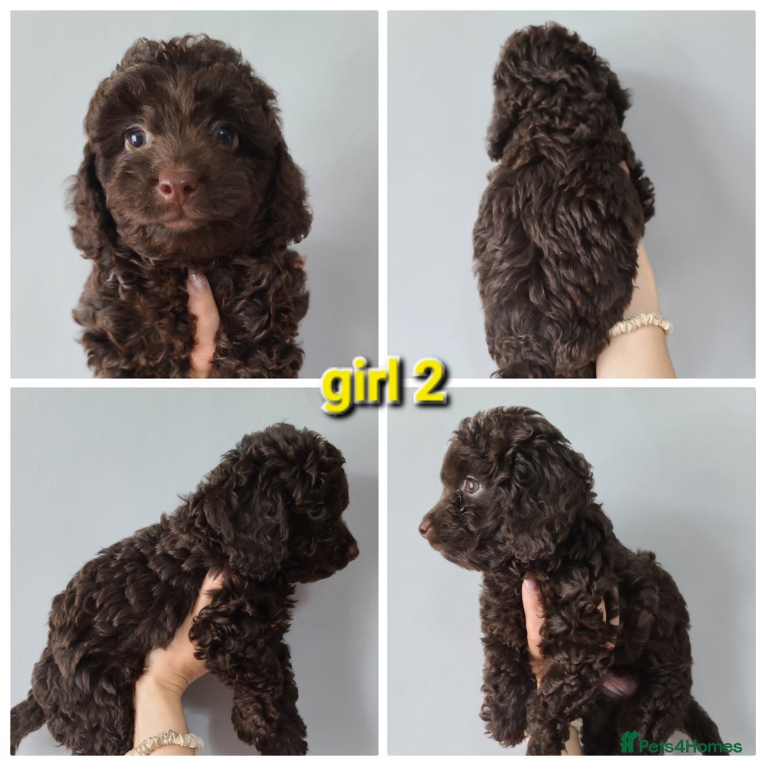 Cavapoo dogs for sale: Chocolate F1B Cavapoos. Health Tested.  - Image 9