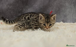 Bengal cats for sale: 🔥Stunning Bengals ready for reservation🔥 - Image 12