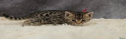 Bengal cats for sale: 🔥Stunning Bengals for reservation only 2 left🔥 - Advert 25