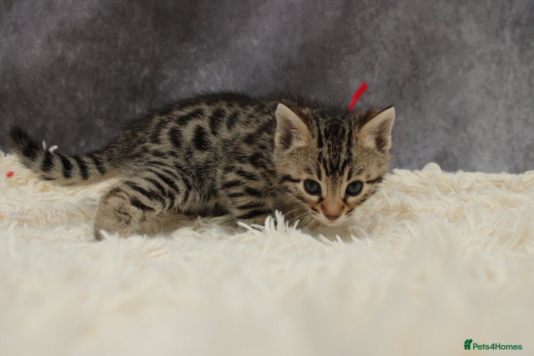 Bengal cats for sale: 🔥Stunning Bengals ready for reservation🔥 - Image 12