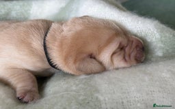 Labrador Retriever dogs for sale: Labrador pups service quality assured - Image 19