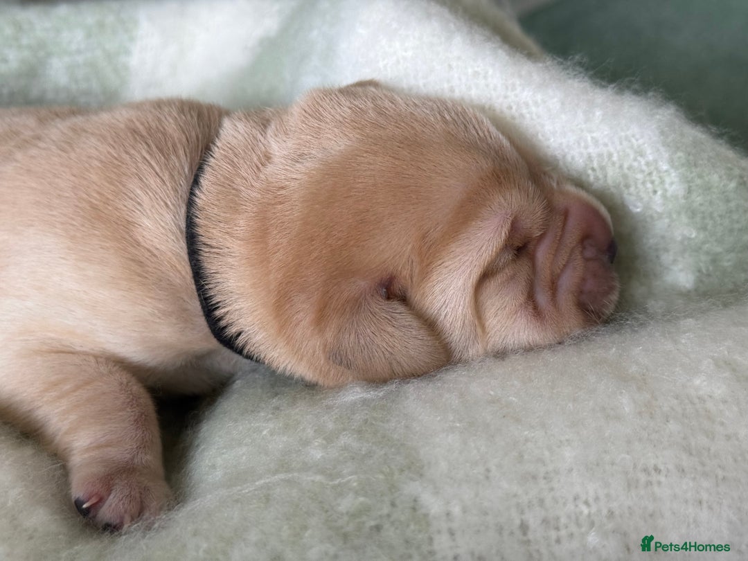 Labrador Retriever dogs for sale: Labrador pups service quality assured - Image 19