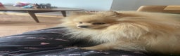 Pomeranian dogs for stud: Teddy cream KC register Pomeranian  - Advert 7