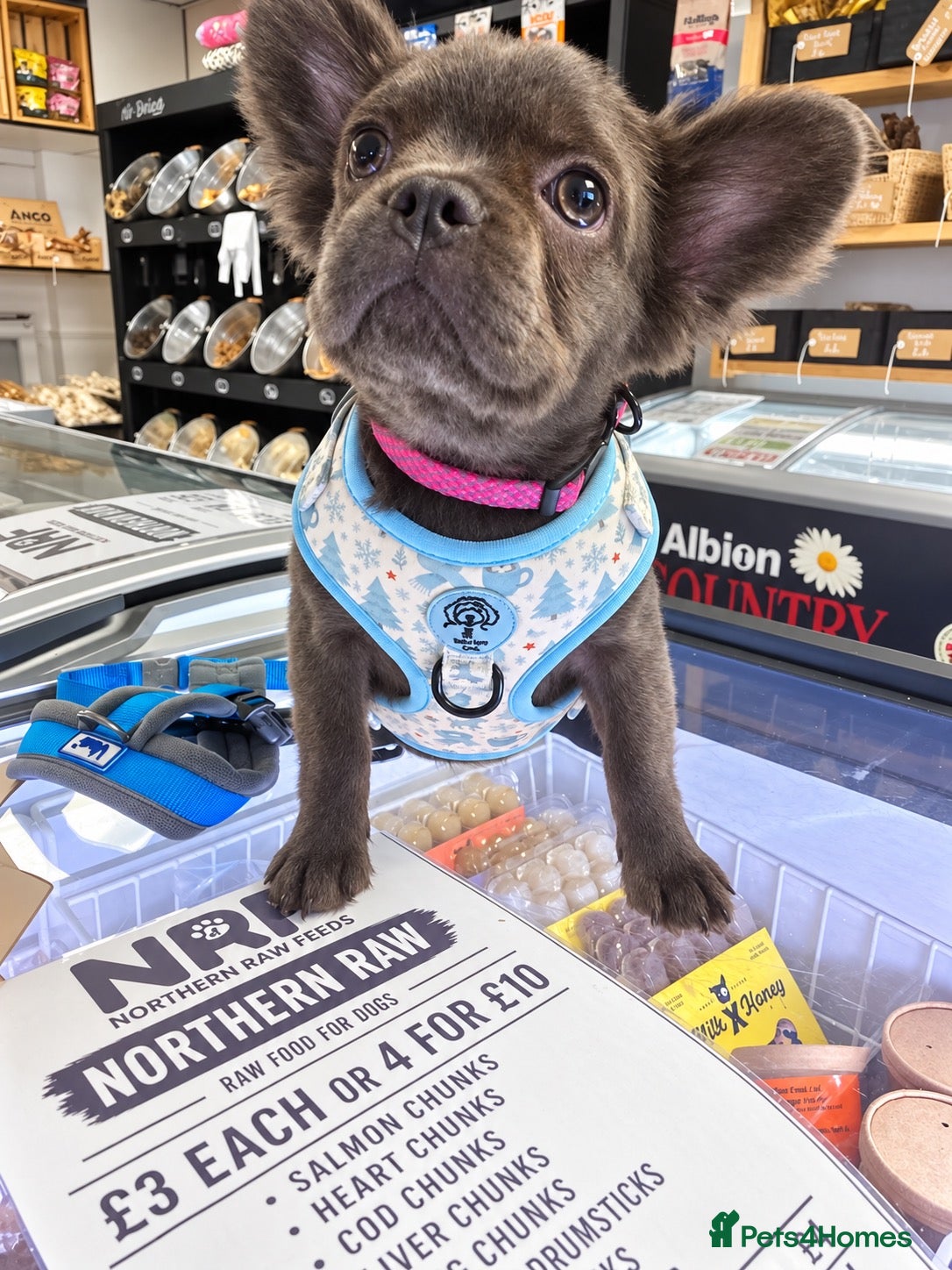 French Bulldog dogs 🐾 BEAUTIFUL KC REG FLUFFY GIRL 🐾  - Advert 1