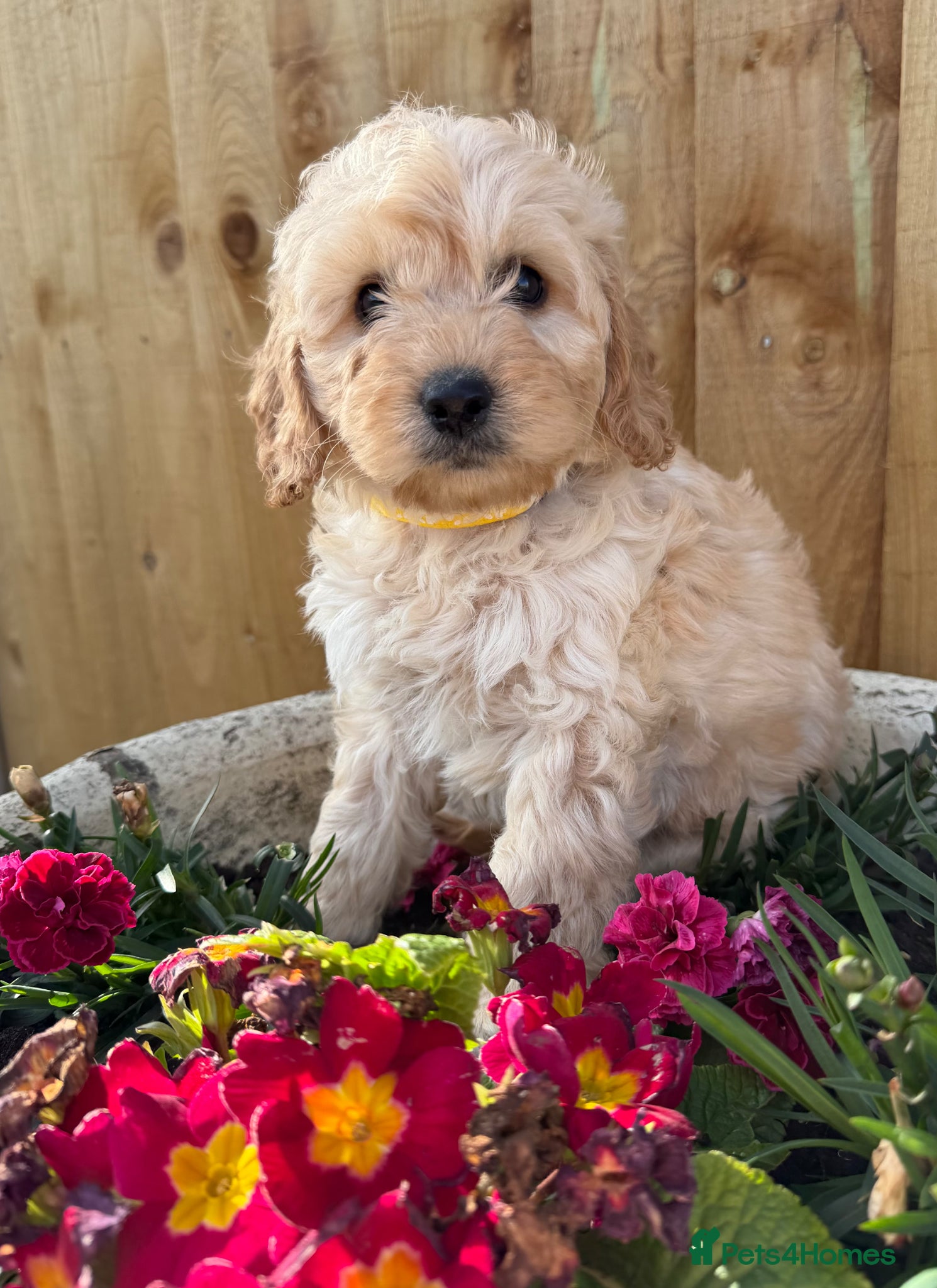 Cockapoo dogs Cockapoo puppies  - Advert 12