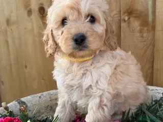 Cockapoo dogs Cockapoo puppies - Advert 12