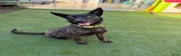 Belgian Shepherd Dog dogs for sale: Lovely well natured girl  - Advert 8