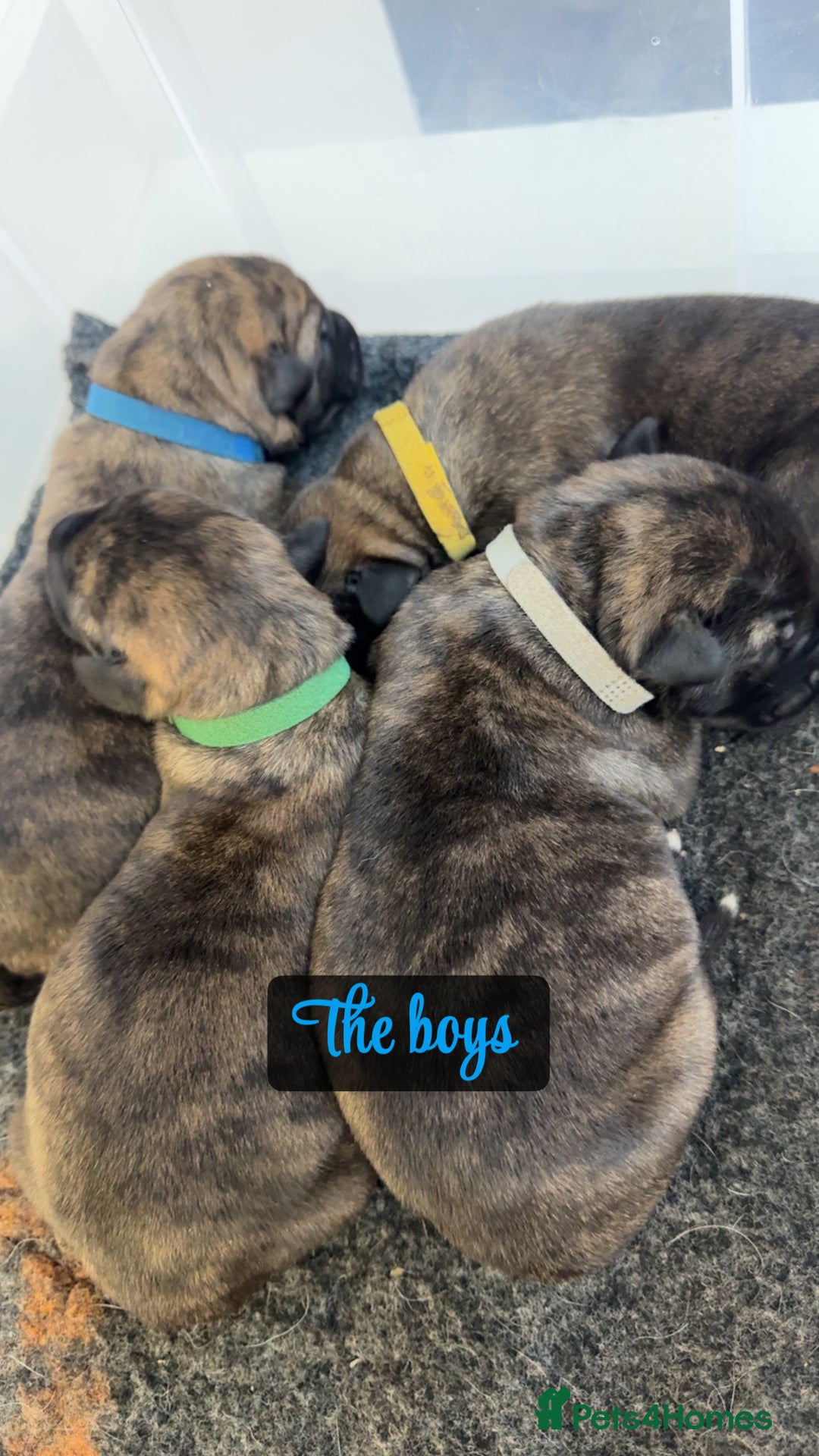 Irish Wolfhound dogs for sale: Outstanding Irish Wolfhound KC Reg Puppies  - Advert 13