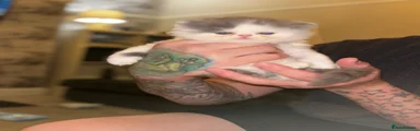 Persian Kitten 2