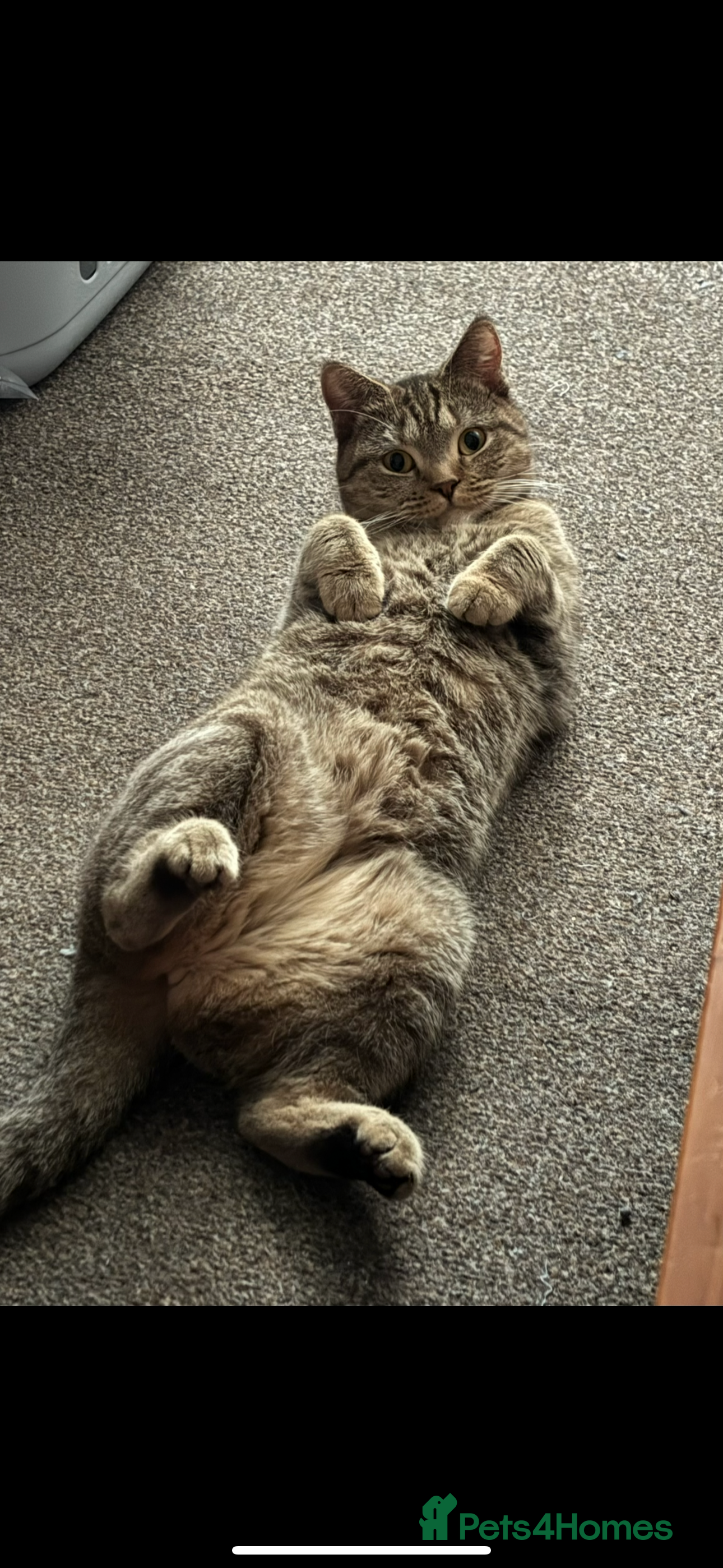 British Shorthair cats Adorable loving willow - Advert 14