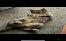 British Shorthair cats for sale: Adorable loving willow - Image 1