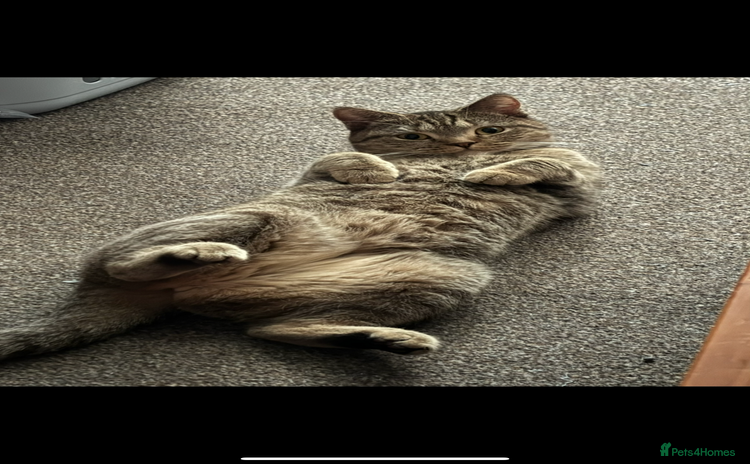 British Shorthair cats - Advert 7