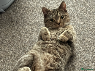 British Shorthair cats - Advert 1