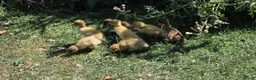 Ducks poultry for sale: Runner ducks  in Thetford - Advert 3