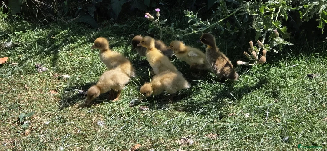 Ducks poultry for sale: Runner ducks  in Thetford - Advert 3