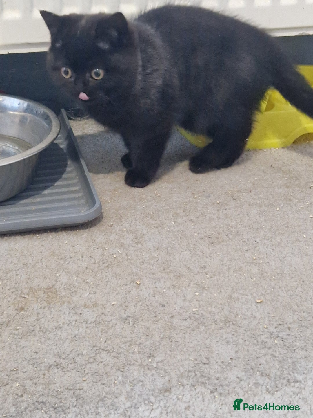 British Shorthair cats for sale: British Shorthair Kittens - Advert 3