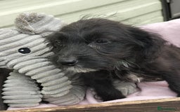Labradoodle dogs for sale: Miniature Labradoodle puppies  - Image 17