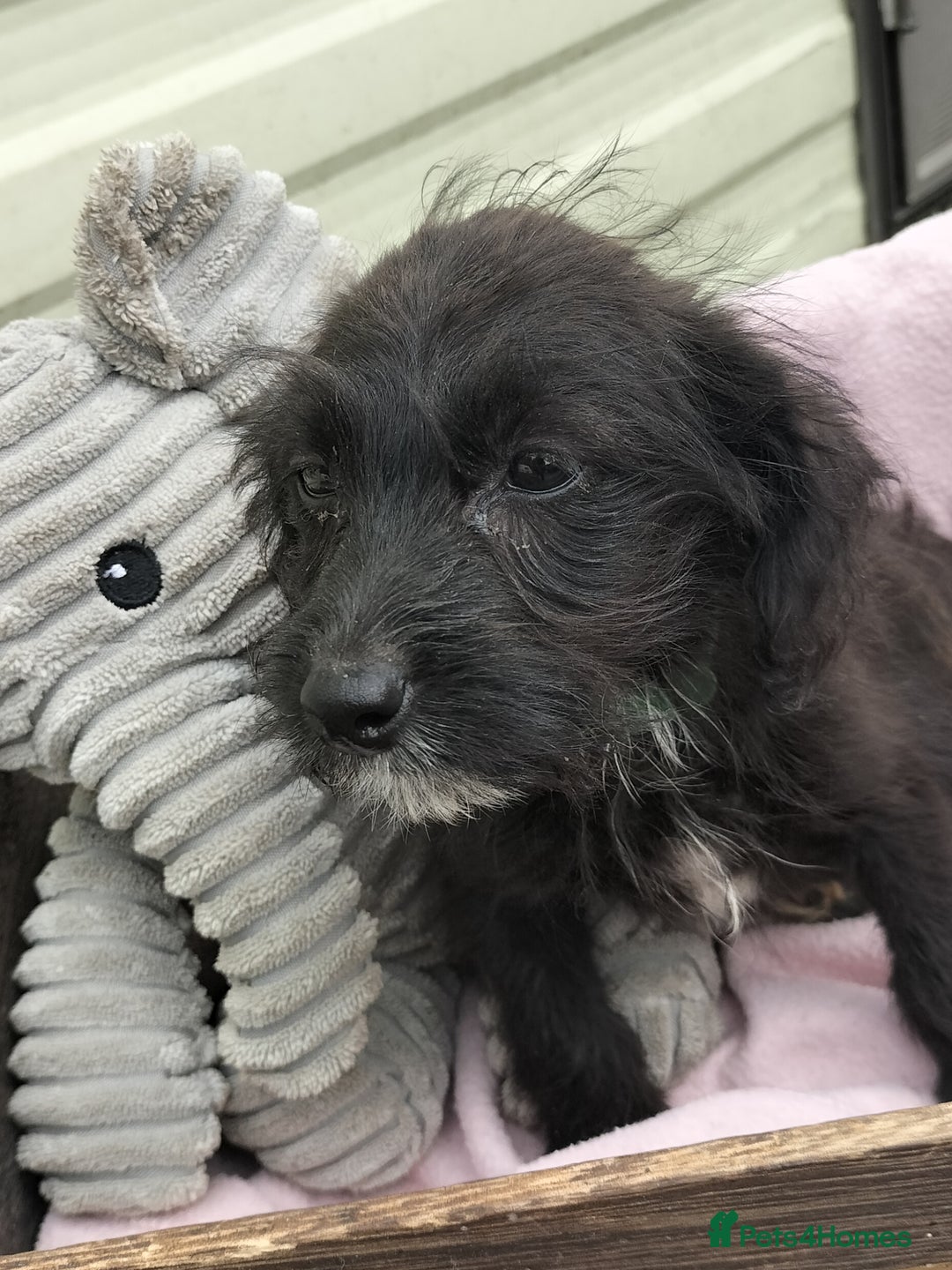 Labradoodle dogs for sale: Miniature Labradoodle puppies  - Image 17