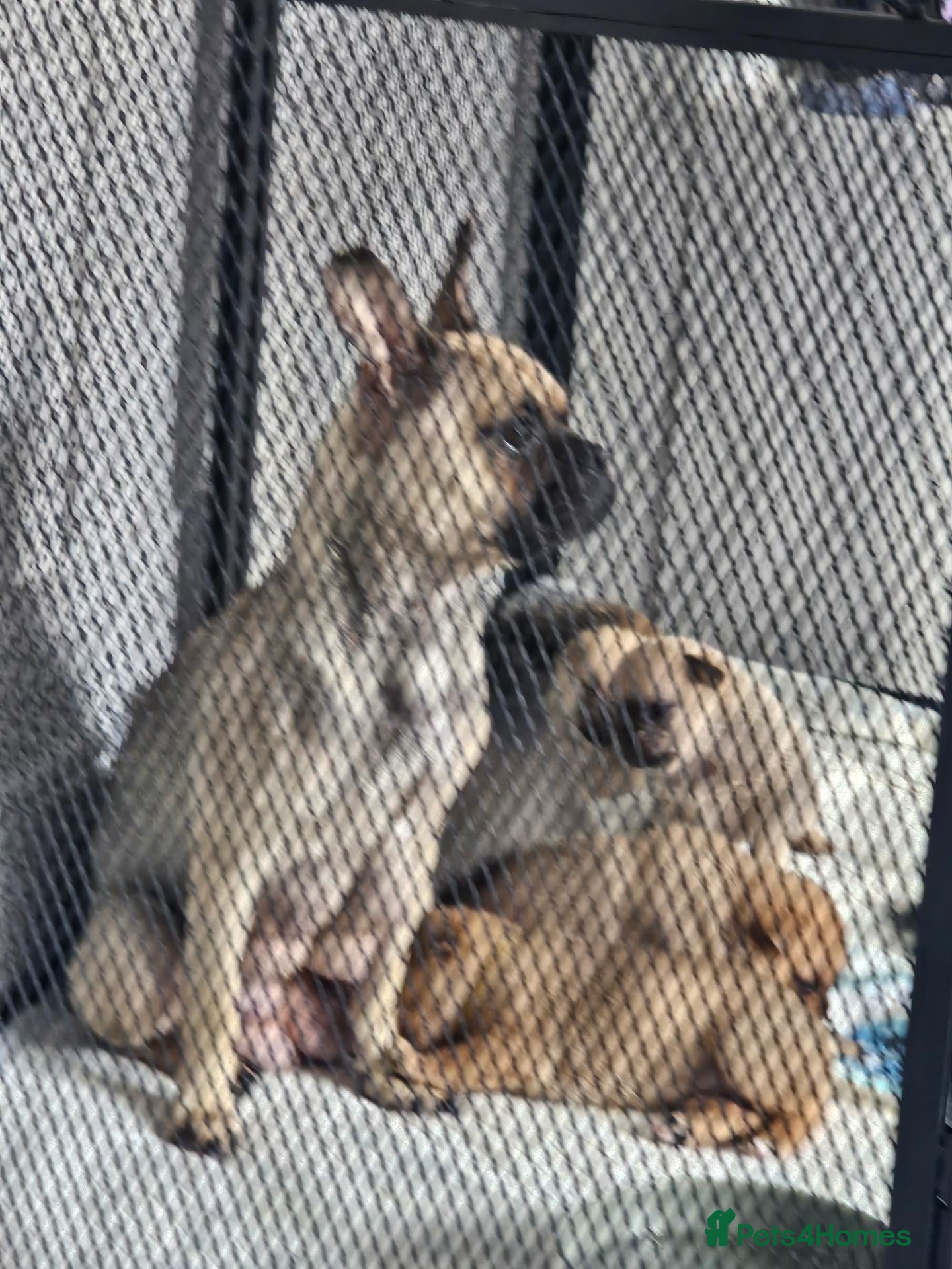 Mixed Breed dogs Frug cross pomeranian puppies  - Advert 1