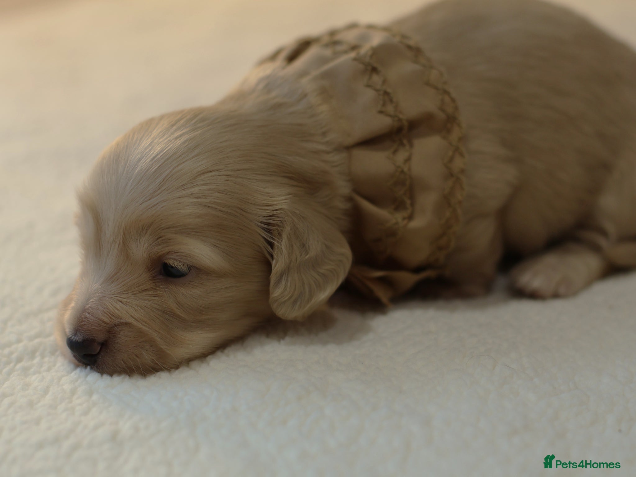 Miniature Dachshund dogs 5*Licensed+Cream+Long Hair+KC+VetChecked+PRAClear - Advert 2