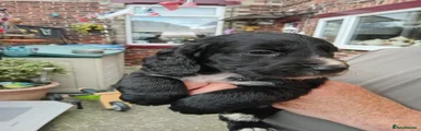 Cockapoo 1