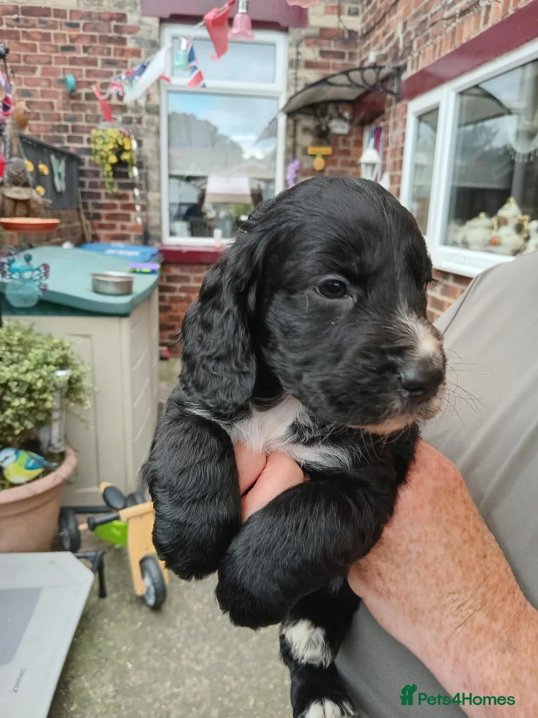 Cockapoo dogs for sale: Cockapoo puppies - Advert 18