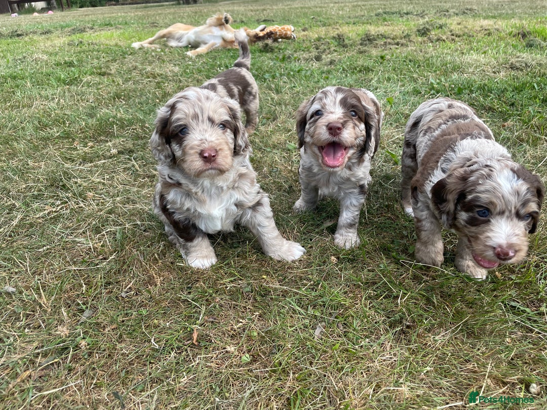 Sproodle dogs for sale: Sproodle Puppy 3 - 💥 Rare Gorgeous Chocolate Merle Sproodles 🐶 - Image 19