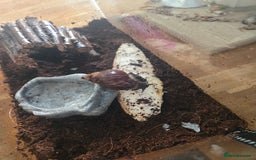 Snails invertebrates for sale: Afican land snail  - Image 2