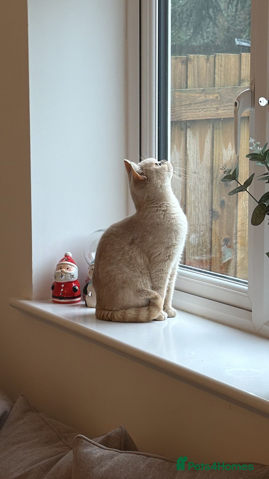 British Shorthair cats for sale: Very lovable ember  - Advert 3