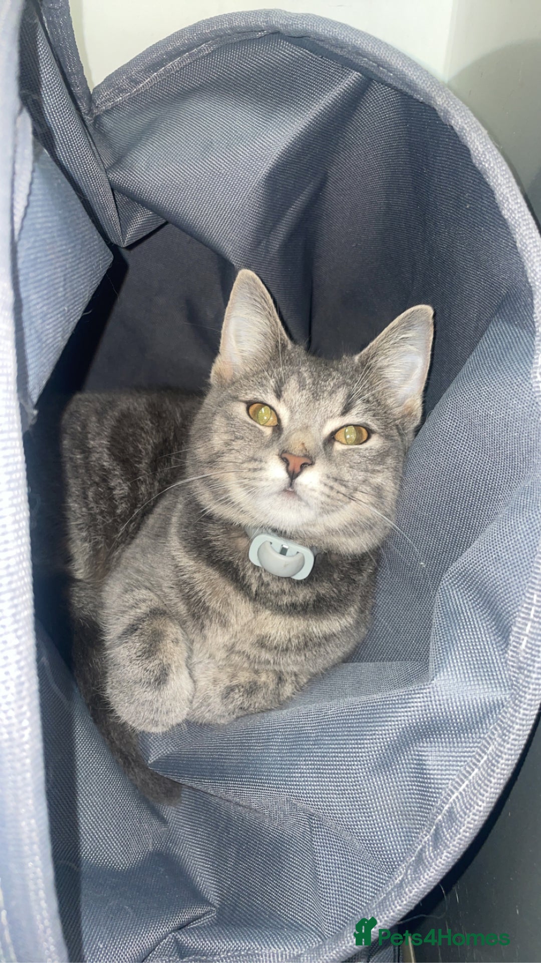 Russian Blue cats for sale: Russian blue x European shorthair mixed - Image 5