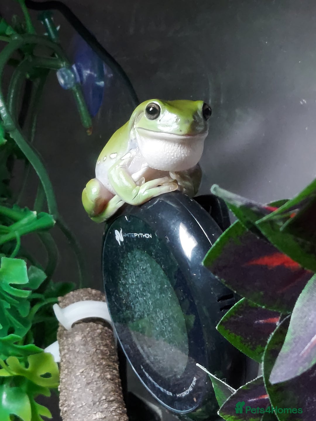 Frog reptiles for sale: Australian Whites Tree Frogs and Terrarium - Image 4